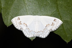 Teldenia specca