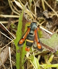 Pyropteron chrysidiforme