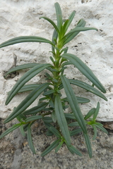 Misopates