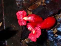 Etlingera