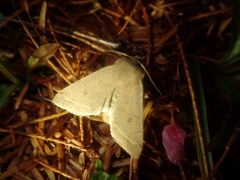 Anorthoa angustipennis