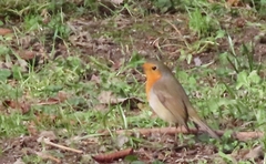 Erithacus rubecula