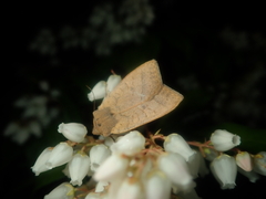 Agrocholorta nawae