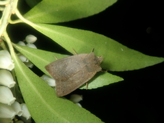 Agrocholorta nawae