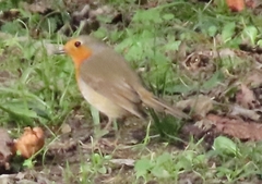 Erithacus rubecula