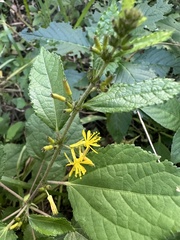 Triumfetta rhomboidea