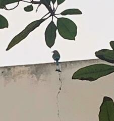 Eumomota superciliosa