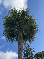 Sabal palmetto