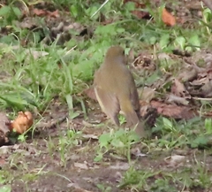 Erithacus rubecula