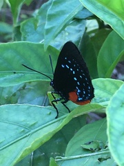 Eumaeus atala