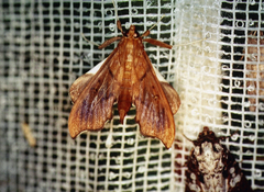Anarmodia nebulosalis
