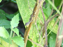 Anolis lineatopus