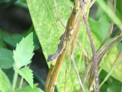 Anolis lineatopus