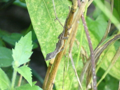 Anolis lineatopus