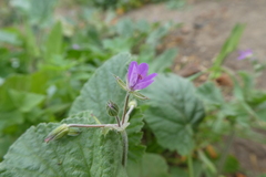 Erodium malacoides