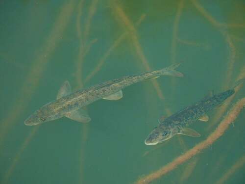 Carpathian barbel (Barbus carpathicus) — Cyprinidae — 3