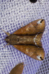 Ercheia