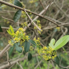 Zanthoxylum armatum