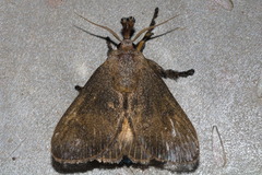 Limacodinae