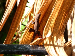 Anolis sagrei