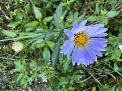 Symphyotrichum simmondsii