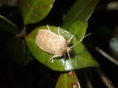 Eupsilia contracta