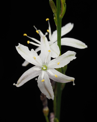 Caesia parviflora parviflora