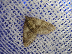 Esakiopteryx volitans