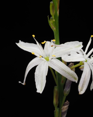 Caesia parviflora parviflora