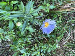 Symphyotrichum simmondsii
