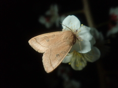 Orthosia paromoea