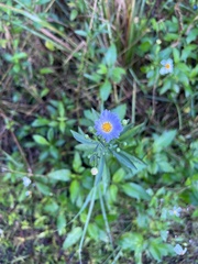 Symphyotrichum simmondsii