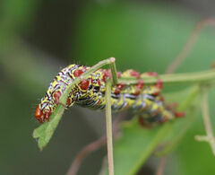Didugua argentilinea