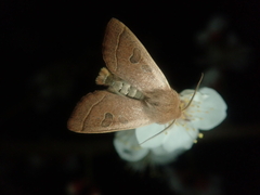 Orthosia paromoea