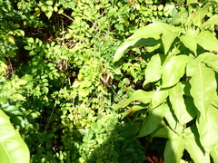 Heraclides andraemon