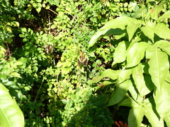 Heraclides andraemon