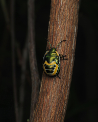 Scutiphora pedicellata