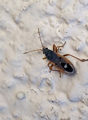 Cosmopleurus fulvipes