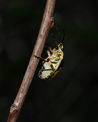 Scutiphora pedicellata