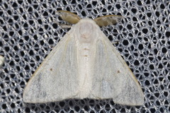 Lymantriinae