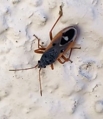 Cosmopleurus fulvipes