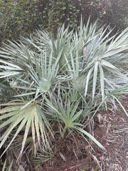 Serenoa repens