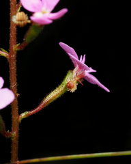 Stylidium lineare