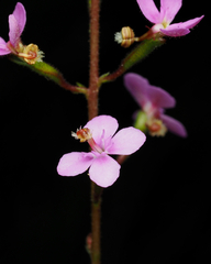 Stylidium lineare