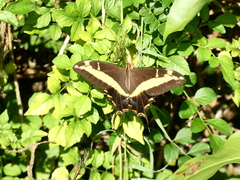 Heraclides andraemon