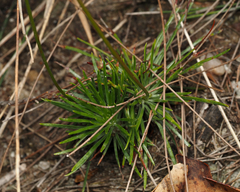 Stylidium lineare