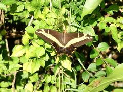 Heraclides andraemon