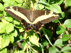 Heraclides andraemon