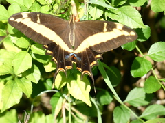 Heraclides andraemon