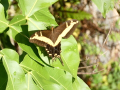 Heraclides andraemon